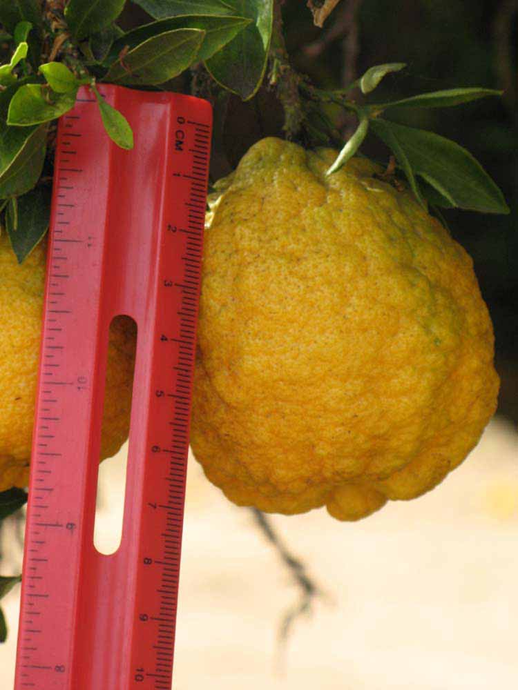               Fruit (Myrtifolia, Riverside, CA)   